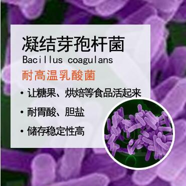 凝结芽孢杆菌