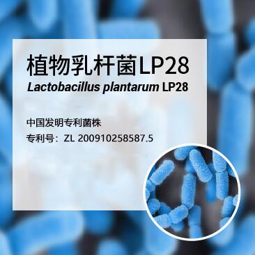 植物乳杆菌LP28